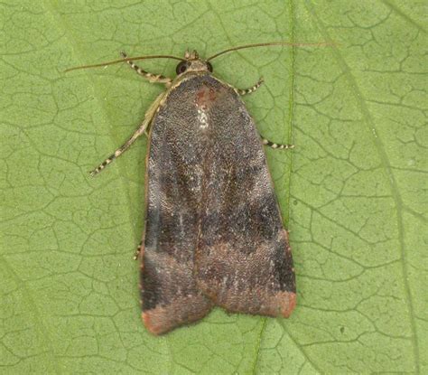 Darley Dale Wildlife Lesser Broad Bordered Yellow Underwing