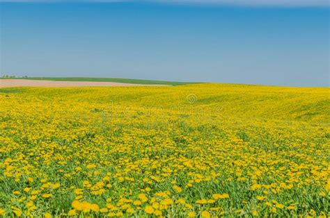 Beautiful Landscape Of Yellow Field Meadow Of Dandelion Flowers In