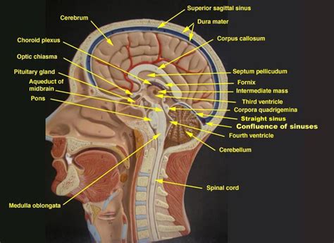 SAGITTAL HEAD MODEL Medical Anatomy Human Anatomy And Physiology