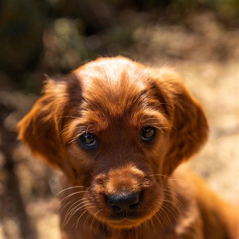 Puppyy