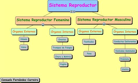 Sistema Reproductor
