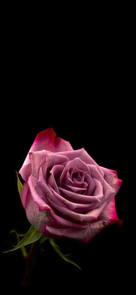 Sky aesthetic wallpaper thank you birthday wishes : Pink full rose Amoled Wallpaper - Amoled.in in 2020 | Wallpaper, Fade haircut, Cute wallpapers