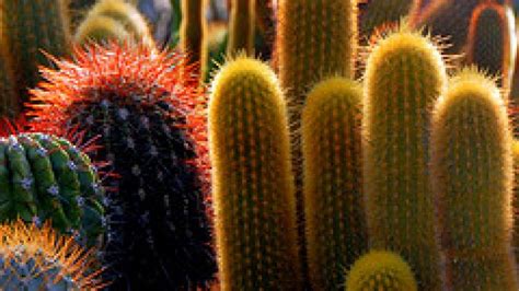 Edupic cactus and desert plant images. How To Remove Cactus Spines From Your Perforated Body | KCET