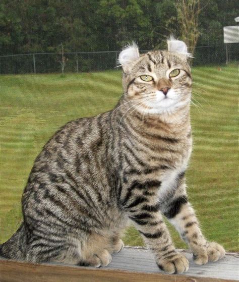 Lynx Cat For Sale Australia You Have Grown Up Record Slideshow