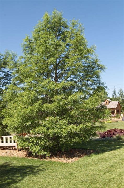 Boost Your Privacy With Fast Growing Shade Trees