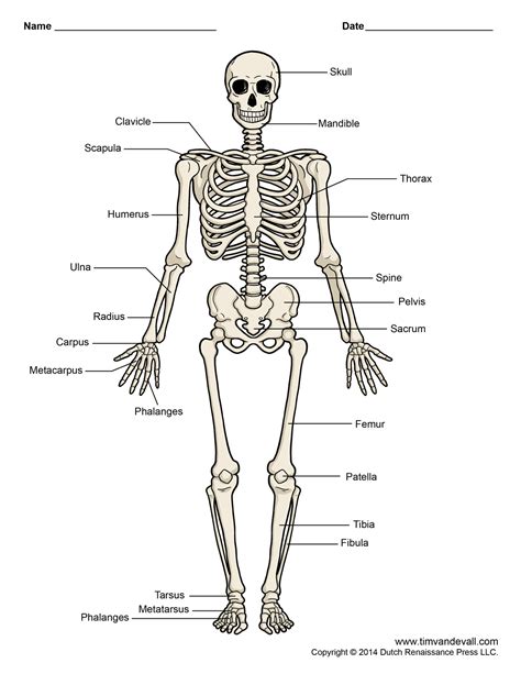 Printable Human Skeleton Diagram Labeled Unlabeled And Blank