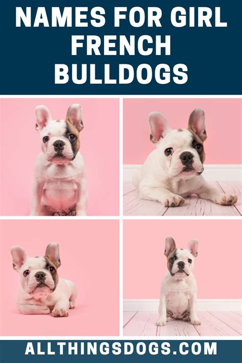 French bulldog breed comes in different coat color variations. For girl French Bulldog names, we love the idea of using ...