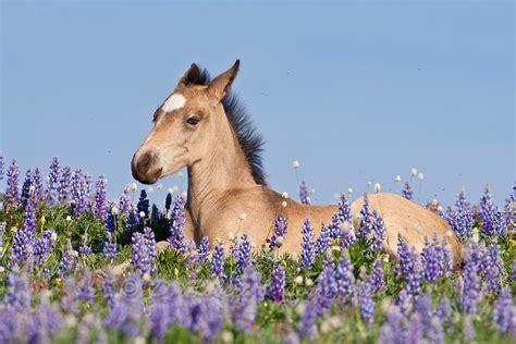 Wild Mustang Foal Lying In Wildflowers Yellowstone Nature Photography