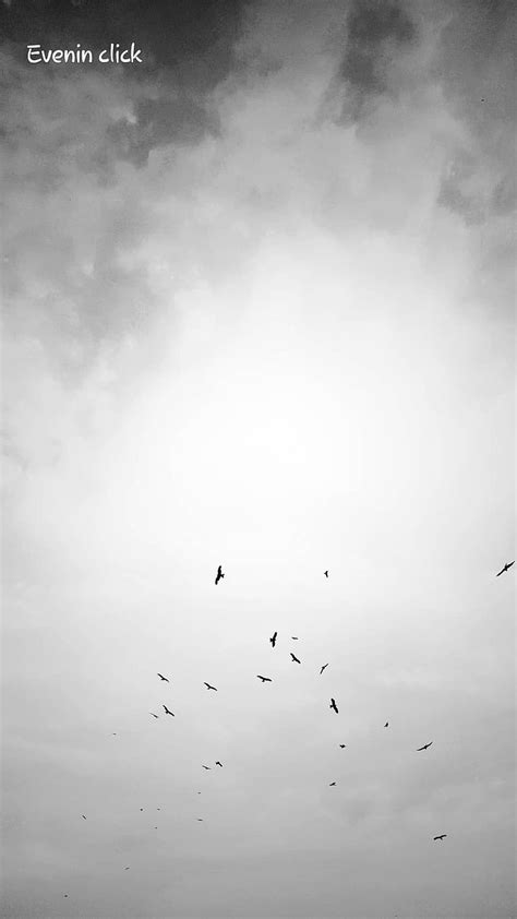 Sky Birds Black And White Cloud Clouds Crows Evening Hashim Hd