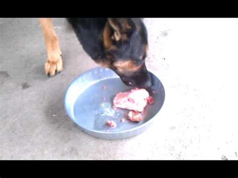 In this case, it uses chicken, chicken meal, and chicken fat. German shepherd raw diet - YouTube