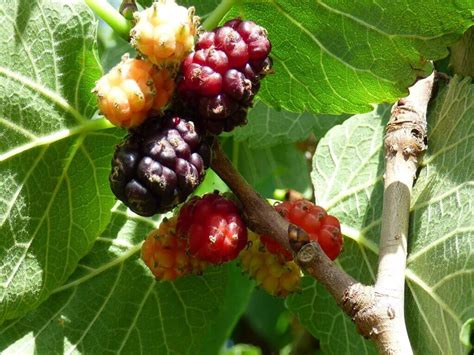 Mulberry Bush - Description, Growing mulberry bush, Varieties and Uses