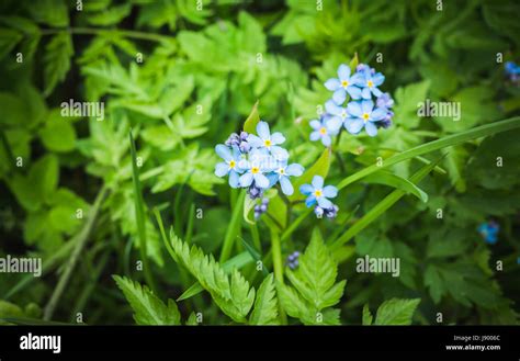 Forget Me Not Blue Wild Flowers In Spring Forest Macro Photo With