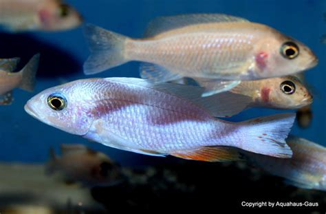 Sciaenochromis Snow White Aquahaus Gaus