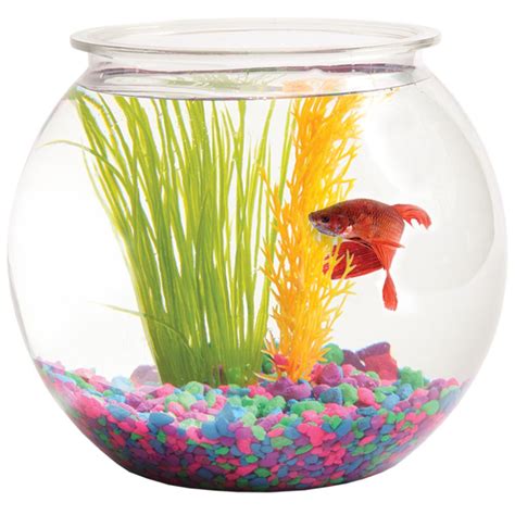 Glass Fish Bowl Sizedimension 10 To 12 Inchdia At Rs 50piece In