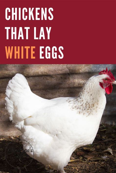 5 Chicken Breeds That Lay White Eggs The Hens Loft In 2023 White Eggs Chicken Breeds
