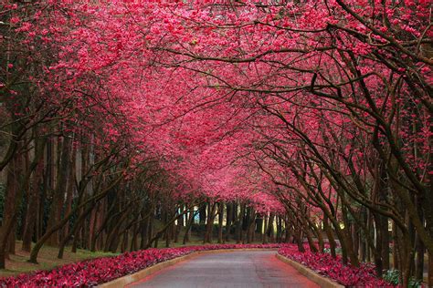 Nature Wallpaper In Hd With Flowering Trees In Pink Hd Nature