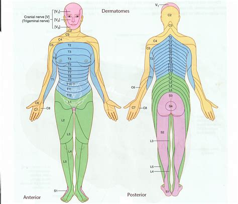 Female Dermatome Chart Dermatomes Chart And Map Images And Photos Finder