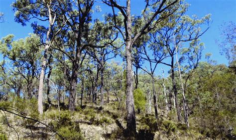Eucalyptus Calidissima Habitat The New Taxon Dominating Exposed Upper