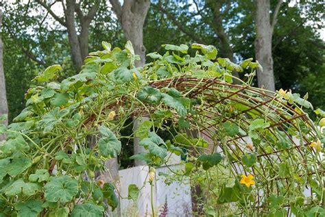 Squash Arbor With Vegetable Vines Growing Squash Trellis
