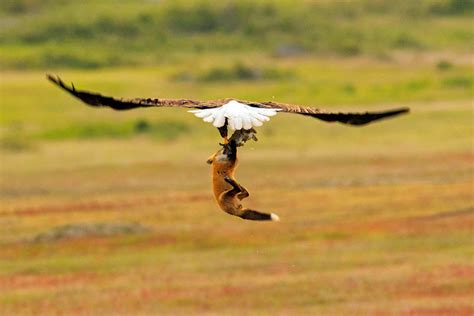 Epic Battle Between Fox And Eagle Over Rabbit Captured In Stunning