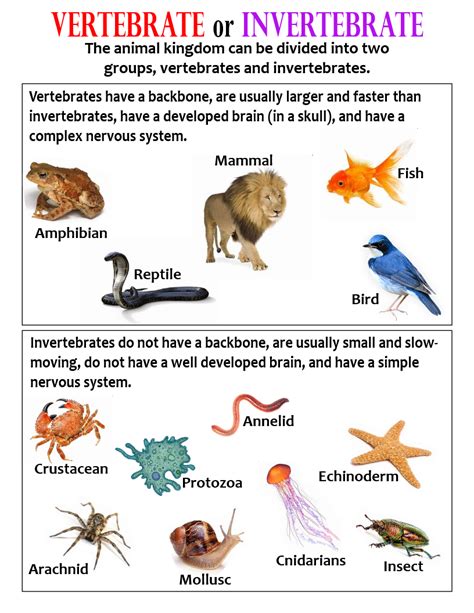Comparing Vertebrates And Invertebrates