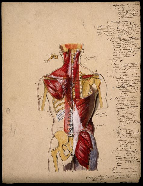 Your musculoskeletal system includes bones, muscles, tendons, ligaments and soft tissues. Dissection of the trunk: back view, showing the bones and muscles, with a detail of a vertebra ...