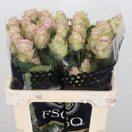 Rose Old Dutch Ecuador 50cm Wholesale Dutch Flowers Florist