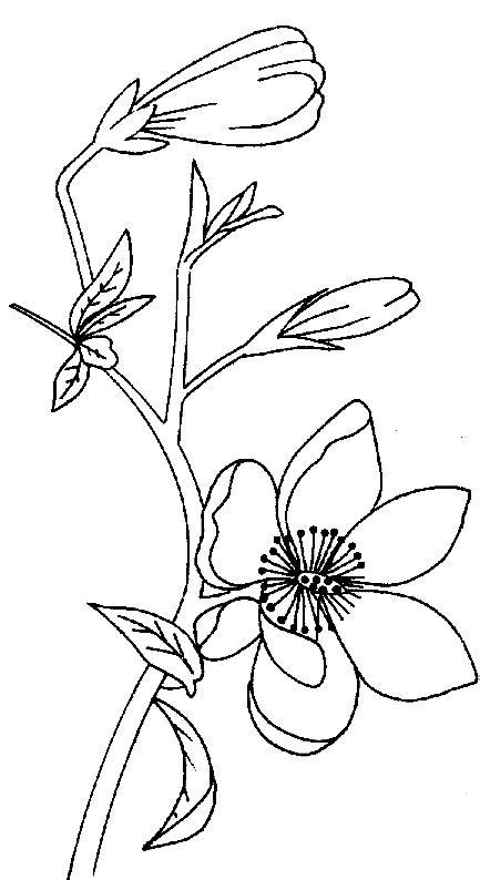 Magnolia Coloring Pages Best Coloring Pages For Kids