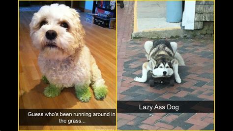 10 Hilarious Dog Snapchats That Are Impawsible Not To Laugh At Youtube