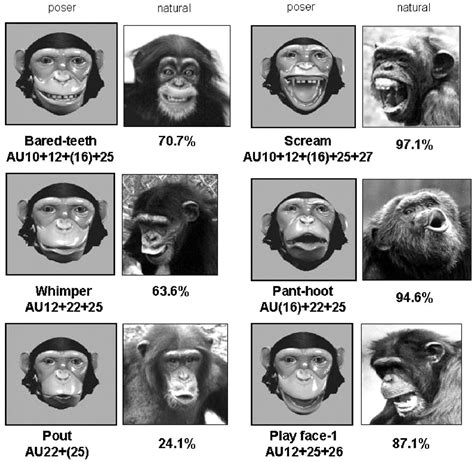 An Illustration Of Prototypical Chimpanzee Facial Expressions These