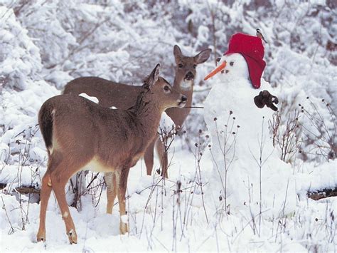 Christmas Wallpaper Deer And Snowman Wpaper Christmas 2008 Sneeuw