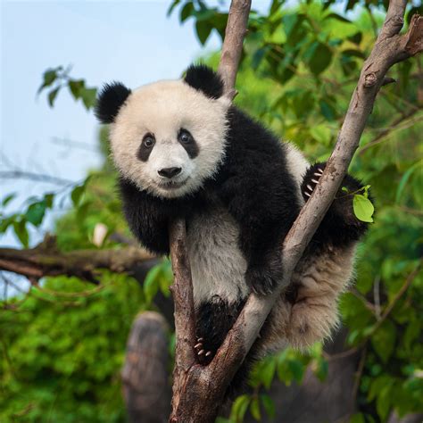 How Many Giant Pandas Are Left In The World Panda Bear Cute Panda