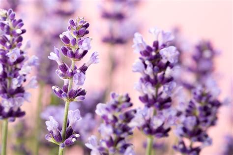 Premium Photo Lavender Flowers