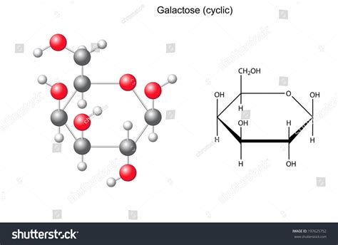 Structural Chemical Formula And Model Of Galactose 2d And 3d