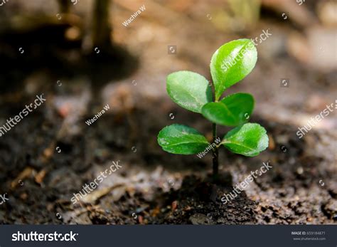 Orange Seedling Images Browse 12575 Stock Photos And Vectors Free