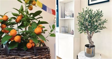 10 Indoor Fruit Trees You Can Actually Grow In Your Home