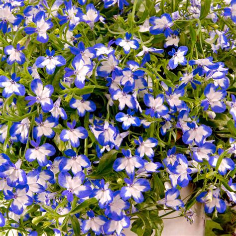 Lobelia Superstar 6 Lobelia Plants Flower Plants Flower Plants