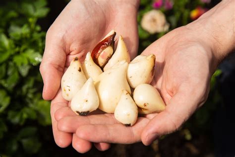 When And How To Plant Summer Bulbs