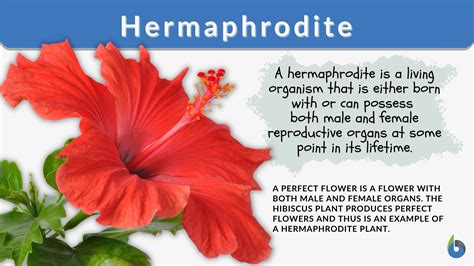 Hermaphrodite Definition And Examples Biology Online Dictionary