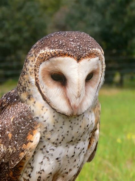What kind of claw does a tytonid have? Family: Tytonidae (Barn-owls, Masked Owls) - Wiki; DISPLAY ...