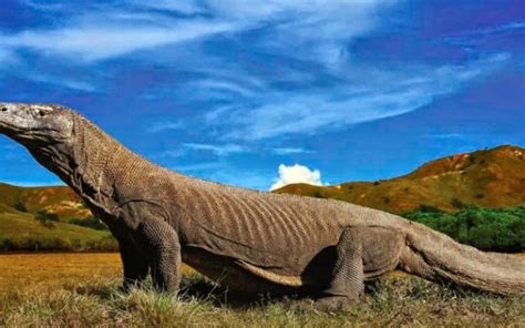 dinosaurus asli indonesia