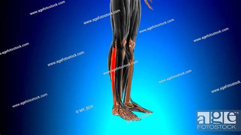 Fibularis Longus Muscle Anatomy For Medical Concept 3d Illustration