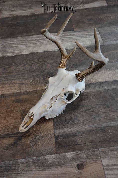 Whitetail Deer European Skull For Sale Sku 1313 All Taxidermy