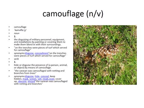 Camouflage Camouflage Meaning Camouflage Vocabulary Cards