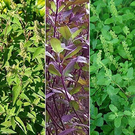 Holy Tulsi Basil 3 Pack Seed Collection 3 Varieties Of Holy Basil
