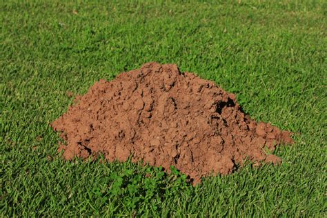 What Causes Mounds Of Dirt On The Lawn And How To Remove Them