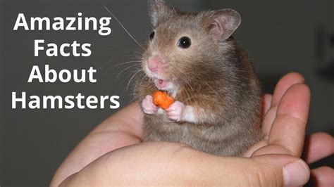 Top 25 Amazing Facts About Hamsters Youtube