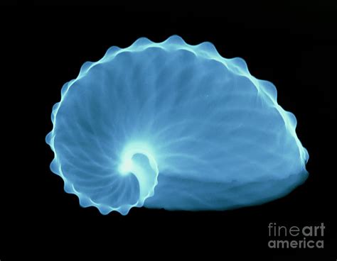 X Ray Of A Paper Nautilus Shell Photograph By D Robertsscience Photo