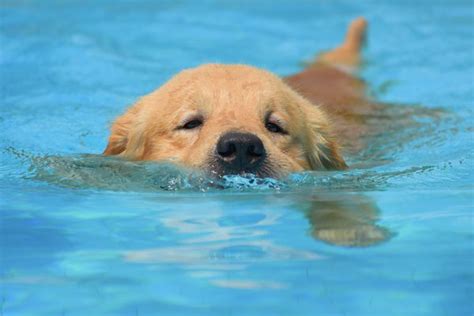 Going For A Swim Cute Puppies Photo 41541092 Fanpop