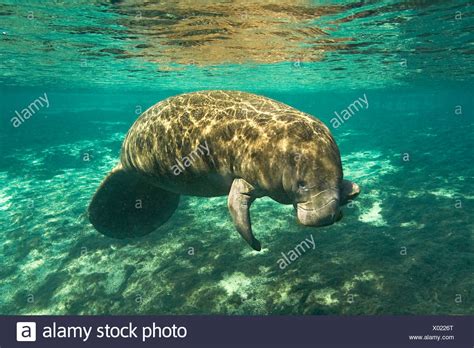 Pictures Of Manatees Eating Teach Besides Me